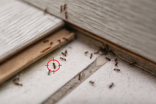 Best Emergency Pest Control  in Dousman, WI